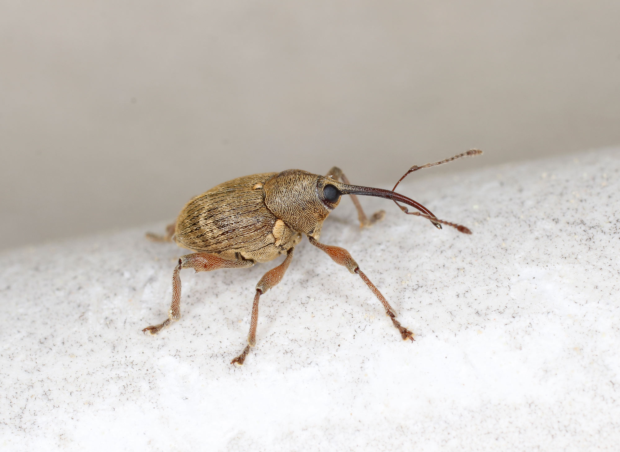 Curculionidae: Curculio nucum, maschio